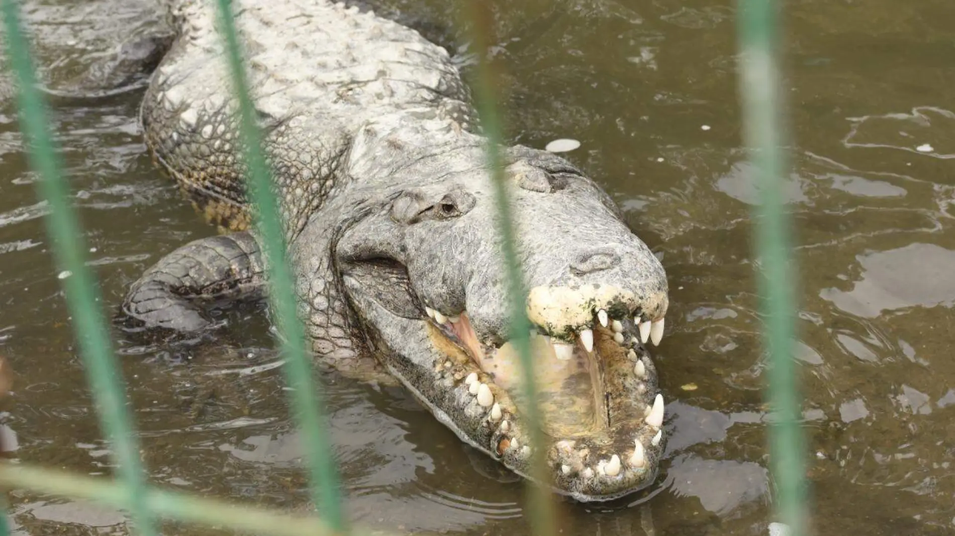 Se han registrado múltiples ataques de cocodrilos hacia humanos en Tampico, sin embargo, en la mayoría se debió a que ingresaron a su hábitat José Luis Tapia (1)